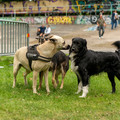 ZIY05823-wm.jpg