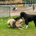 ZIY05825-wm.jpg