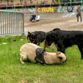 ZIY05826-wm.jpg