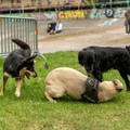 ZIY05827-wm.jpg