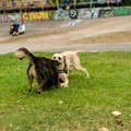 ZIY05830-wm.jpg