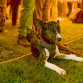 GALM2022-_DSC9738-dn.jpg